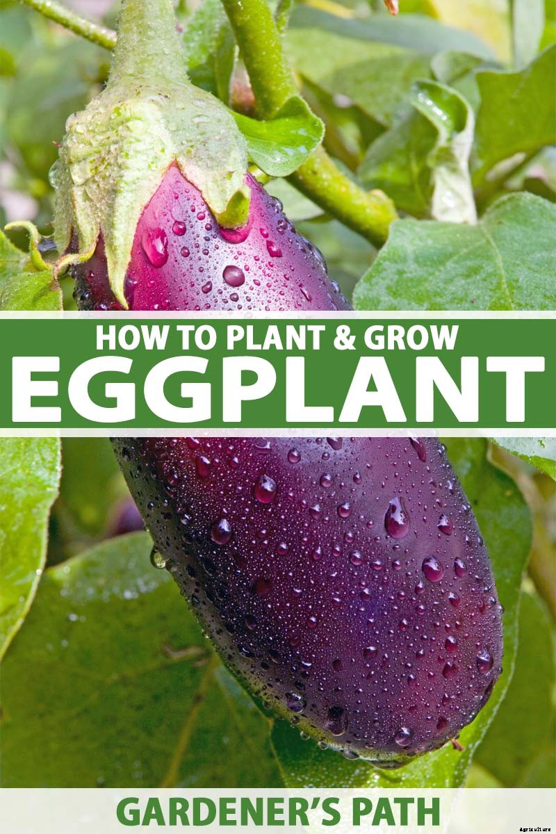 How to Plant and Grow Eggplant in Your Vegetable Garden