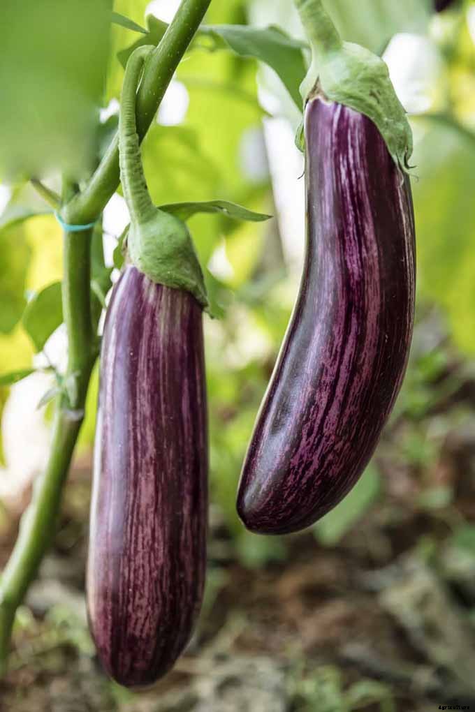How to Plant and Grow Eggplant in Your Vegetable Garden