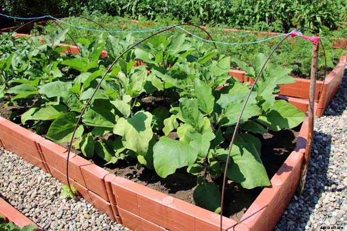 How to Plant and Grow Eggplant in Your Vegetable Garden