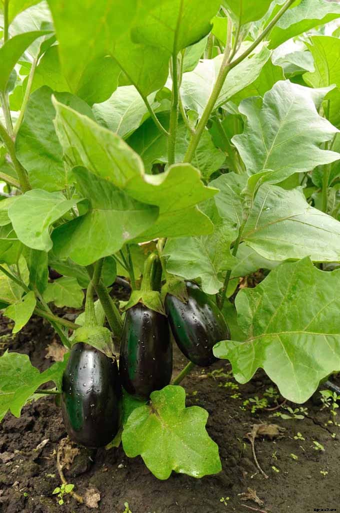 How to Plant and Grow Eggplant in Your Vegetable Garden