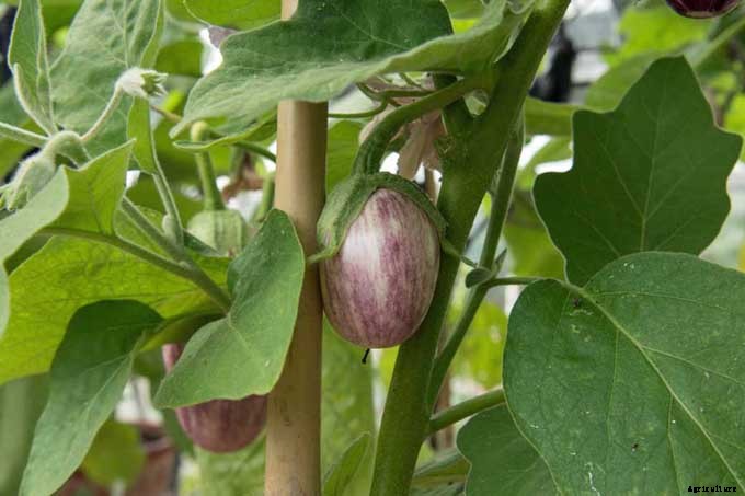 How to Plant and Grow Eggplant in Your Vegetable Garden