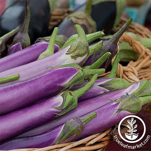 How to Plant and Grow Eggplant in Your Vegetable Garden