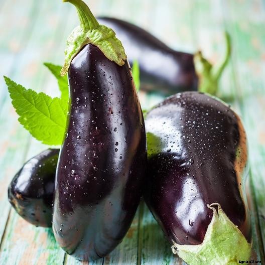 How to Plant and Grow Eggplant in Your Vegetable Garden