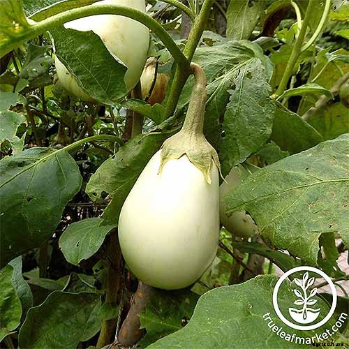 How to Plant and Grow Eggplant in Your Vegetable Garden