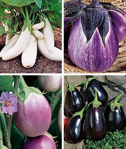 How to Plant and Grow Eggplant in Your Vegetable Garden