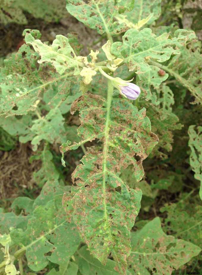 How to Plant and Grow Eggplant in Your Vegetable Garden
