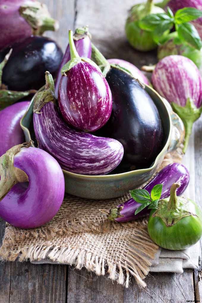 How to Plant and Grow Eggplant in Your Vegetable Garden