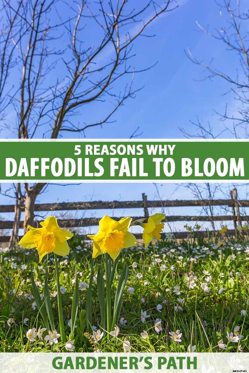 5 Reasons Why Your Daffodils Aren’t Blooming