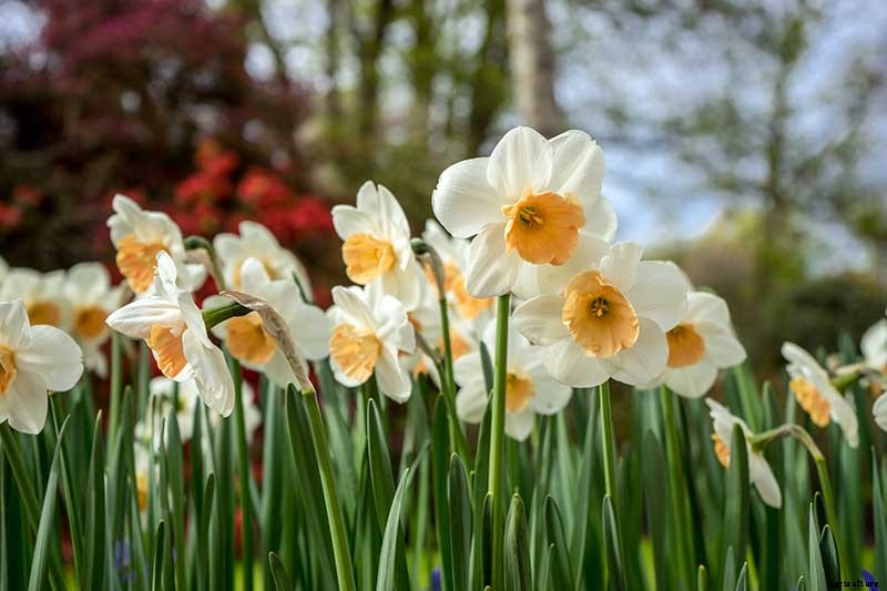 5 Reasons Why Your Daffodils Aren’t Blooming