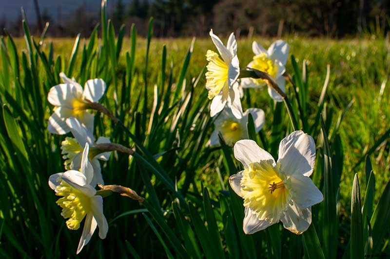 5 Reasons Why Your Daffodils Aren’t Blooming