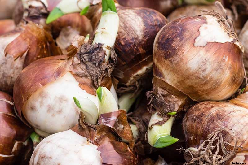 5 Reasons Why Your Daffodils Aren’t Blooming