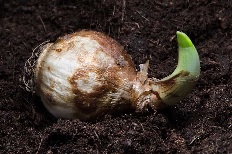 5 Reasons Why Your Daffodils Aren’t Blooming