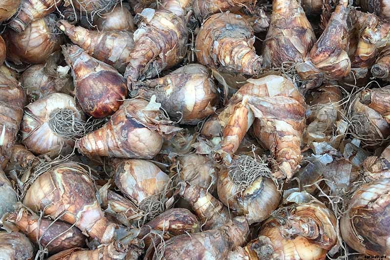 5 Reasons Why Your Daffodils Aren’t Blooming