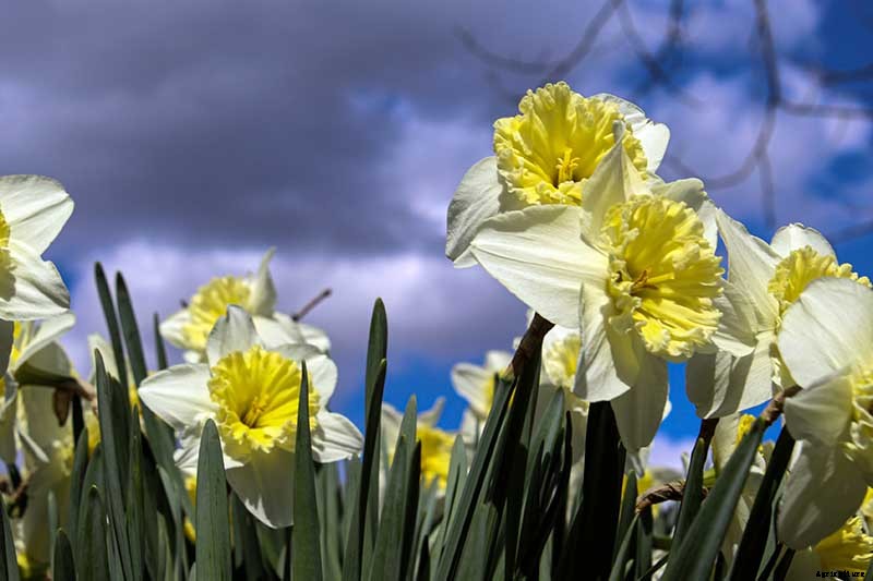 5 Reasons Why Your Daffodils Aren’t Blooming