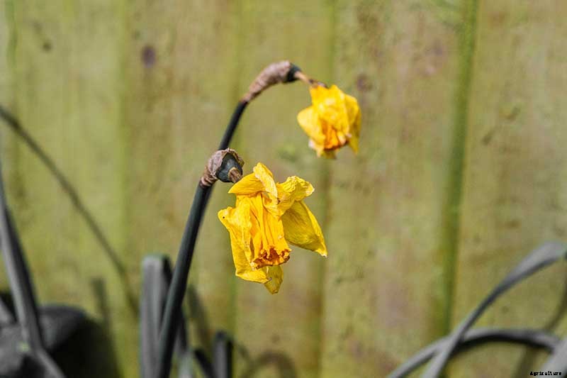 5 Reasons Why Your Daffodils Aren’t Blooming