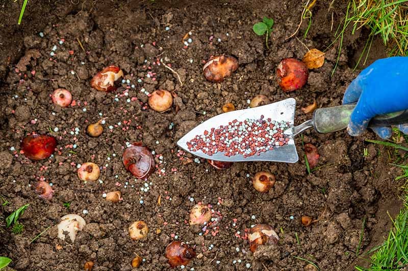 5 Reasons Why Your Daffodils Aren’t Blooming