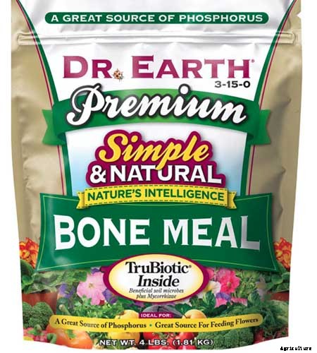 5 Reasons Why Your Daffodils Aren’t Blooming