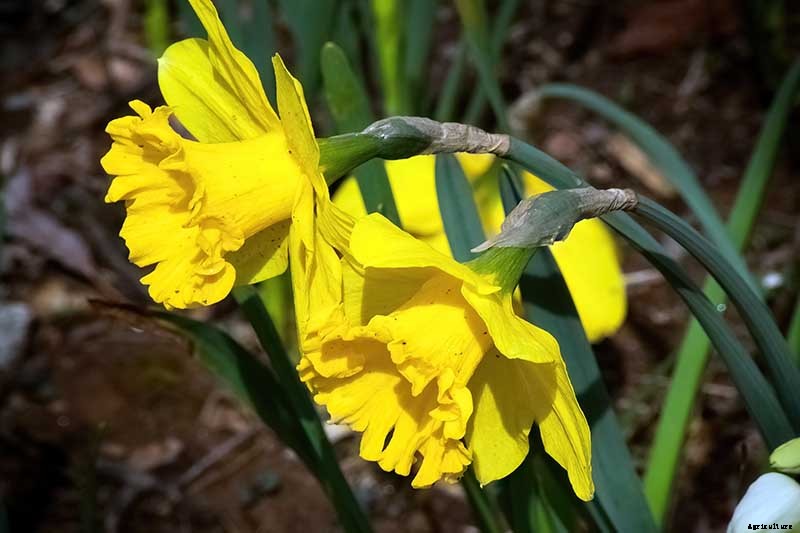 5 Reasons Why Your Daffodils Aren’t Blooming