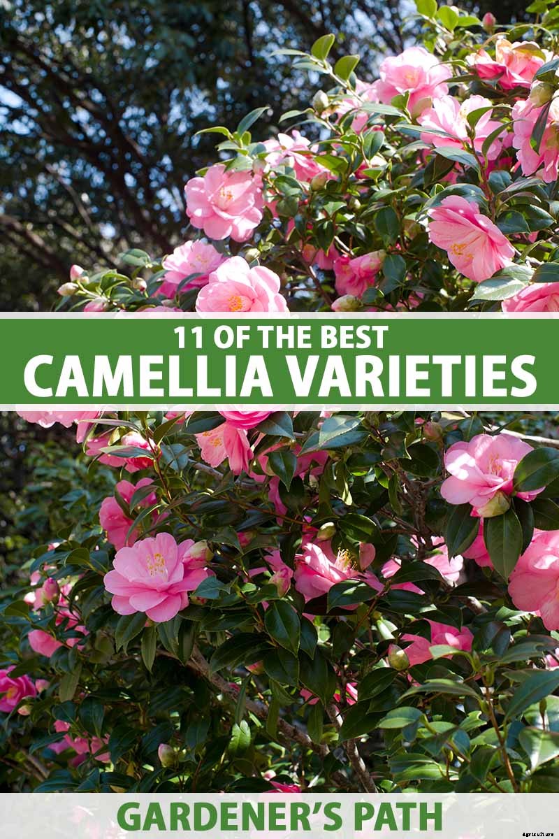 11 of the Most Beautiful Camellia Varieties to Grow at Home