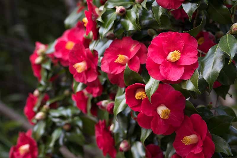 11 of the Most Beautiful Camellia Varieties to Grow at Home