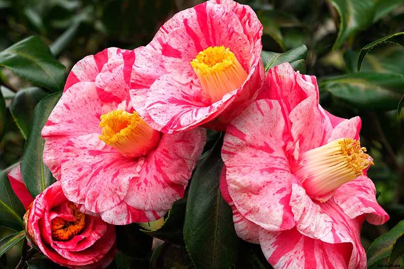11 of the Most Beautiful Camellia Varieties to Grow at Home