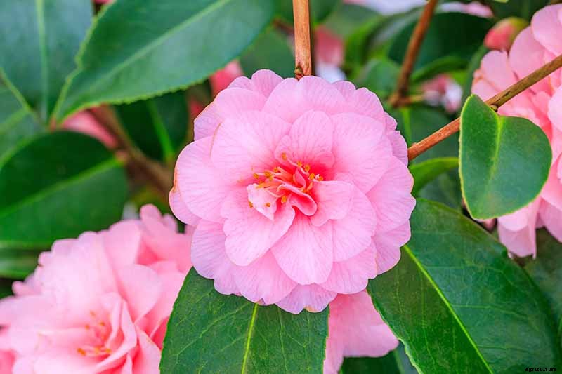 11 of the Most Beautiful Camellia Varieties to Grow at Home