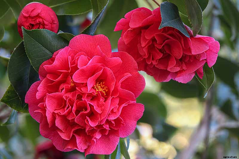 11 of the Most Beautiful Camellia Varieties to Grow at Home
