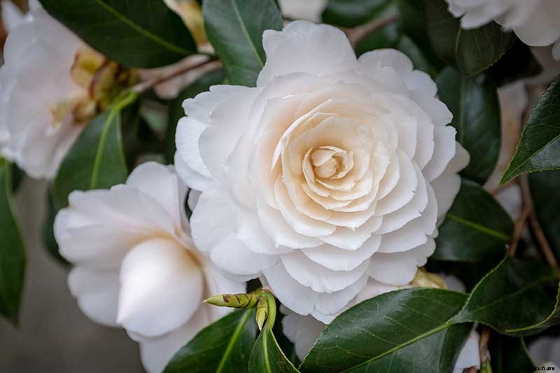 11 of the Most Beautiful Camellia Varieties to Grow at Home
