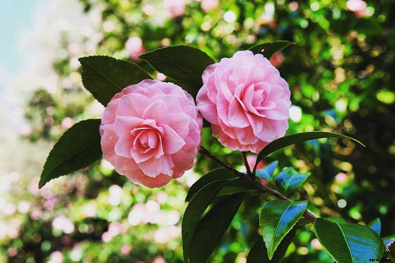 11 of the Most Beautiful Camellia Varieties to Grow at Home