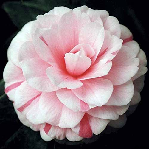 11 of the Most Beautiful Camellia Varieties to Grow at Home