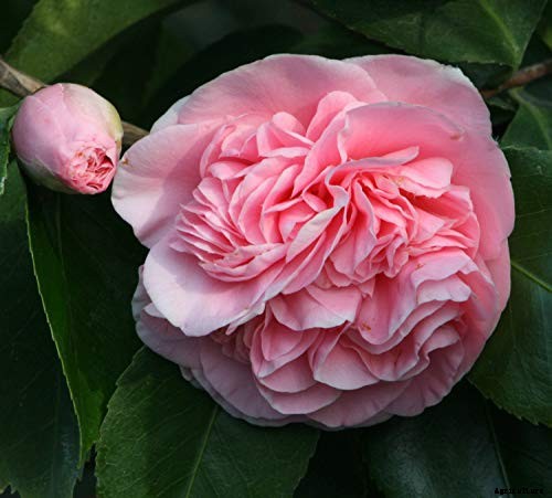 11 of the Most Beautiful Camellia Varieties to Grow at Home