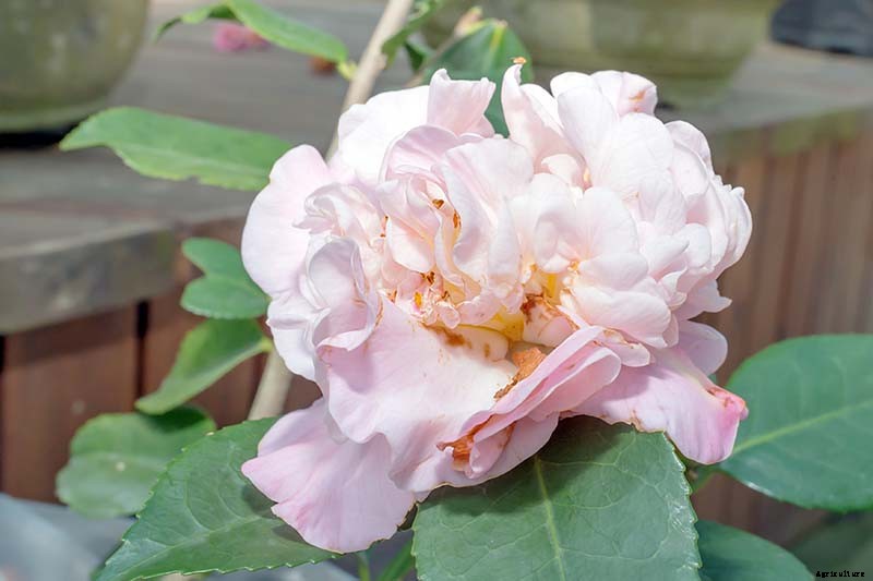 11 of the Most Beautiful Camellia Varieties to Grow at Home