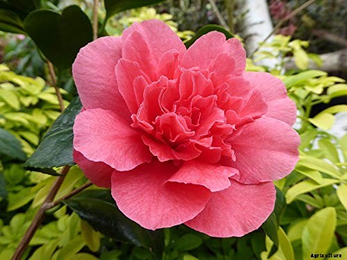 11 of the Most Beautiful Camellia Varieties to Grow at Home