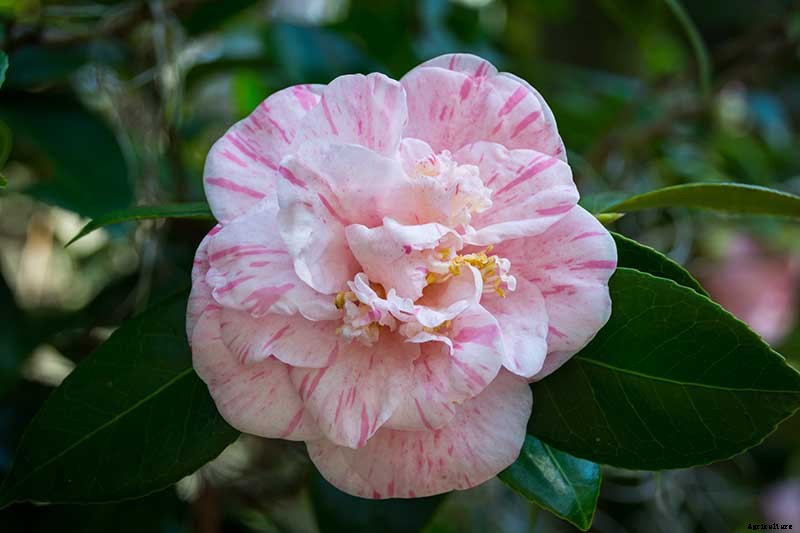 11 of the Most Beautiful Camellia Varieties to Grow at Home