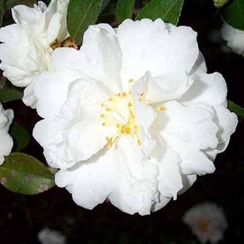 11 of the Most Beautiful Camellia Varieties to Grow at Home