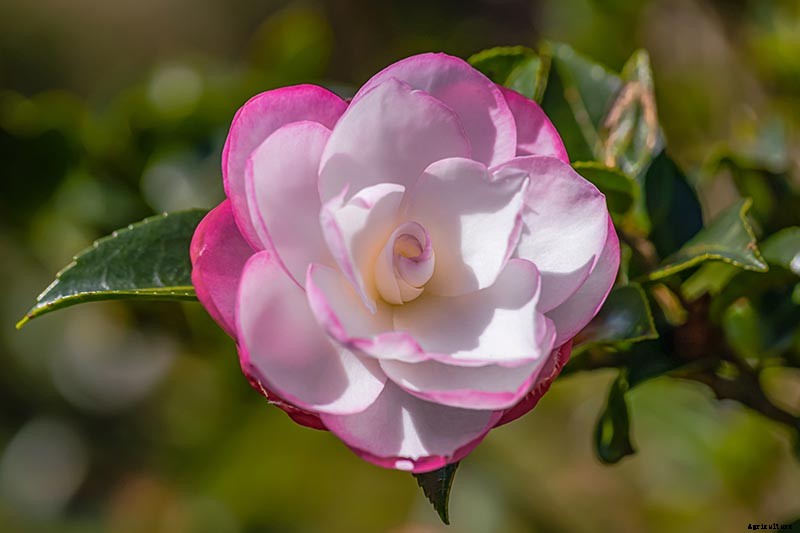 11 of the Most Beautiful Camellia Varieties to Grow at Home