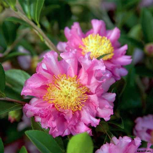 11 of the Most Beautiful Camellia Varieties to Grow at Home