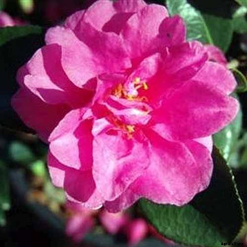 11 of the Most Beautiful Camellia Varieties to Grow at Home
