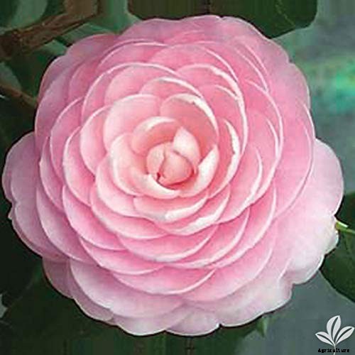 11 of the Most Beautiful Camellia Varieties to Grow at Home