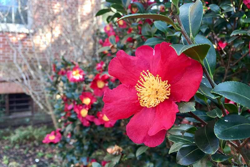 11 of the Most Beautiful Camellia Varieties to Grow at Home
