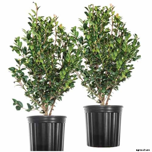 11 of the Most Beautiful Camellia Varieties to Grow at Home