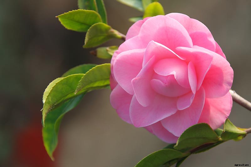 11 of the Most Beautiful Camellia Varieties to Grow at Home