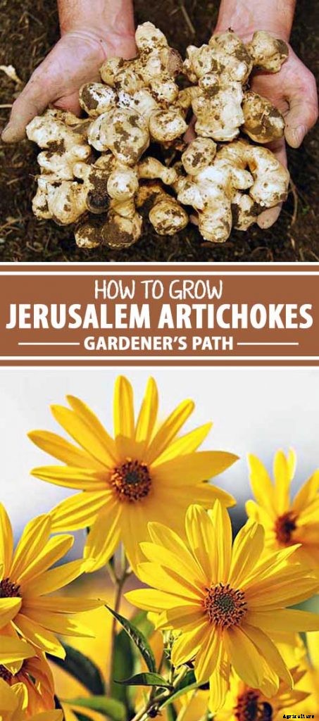 How to Plant and Grow Jerusalem Artichokes (Sunchokes)