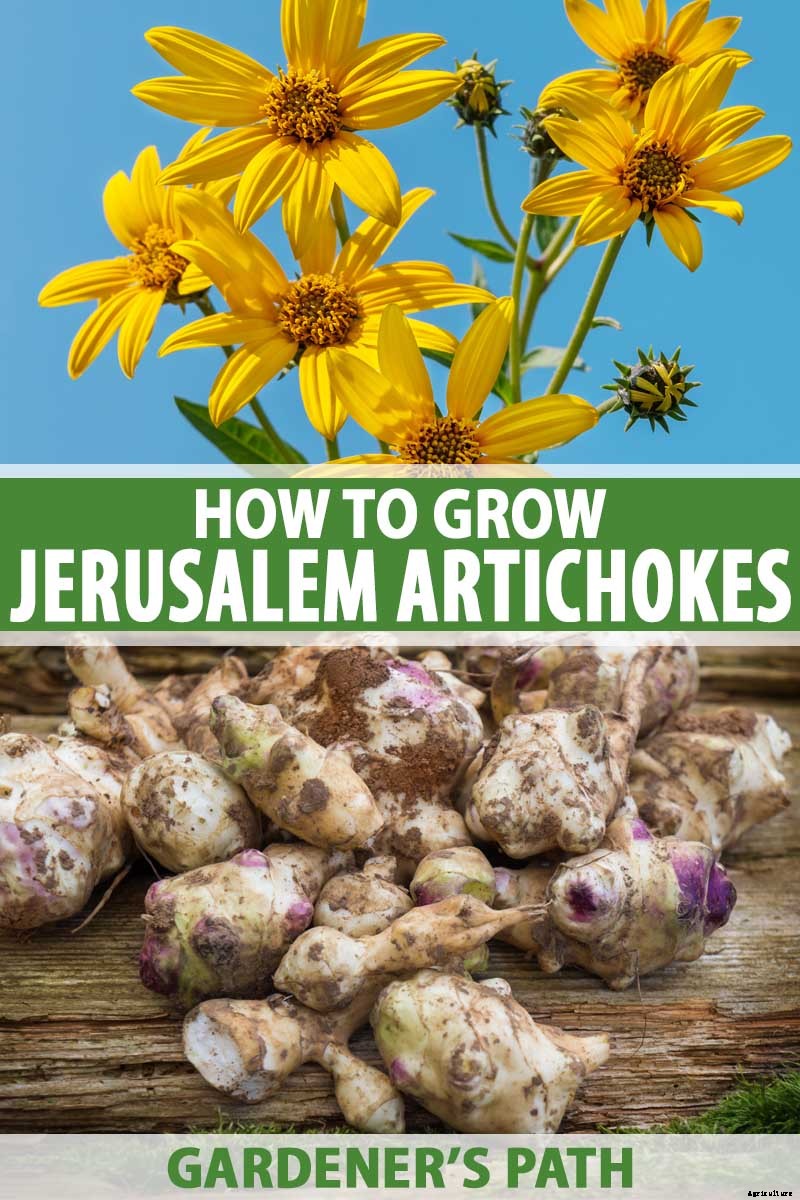 How to Plant and Grow Jerusalem Artichokes (Sunchokes)