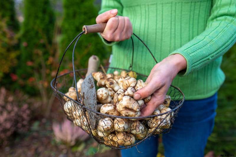 How to Plant and Grow Jerusalem Artichokes (Sunchokes)