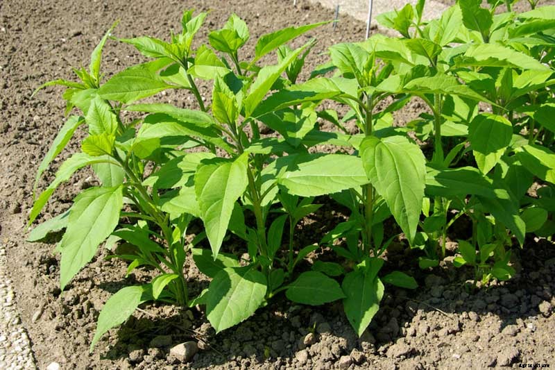 How to Plant and Grow Jerusalem Artichokes (Sunchokes)