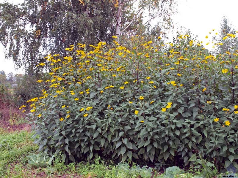 How to Plant and Grow Jerusalem Artichokes (Sunchokes)