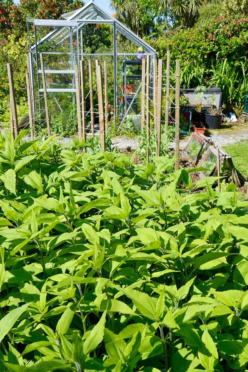 How to Plant and Grow Jerusalem Artichokes (Sunchokes)