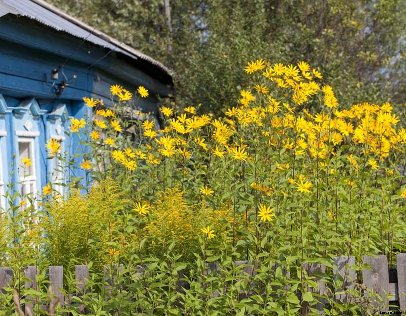 How to Plant and Grow Jerusalem Artichokes (Sunchokes)