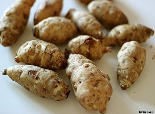 How to Plant and Grow Jerusalem Artichokes (Sunchokes)